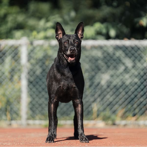 【待認養】混種犬 狗 (男生) - 新北市板橋區公立動物之家