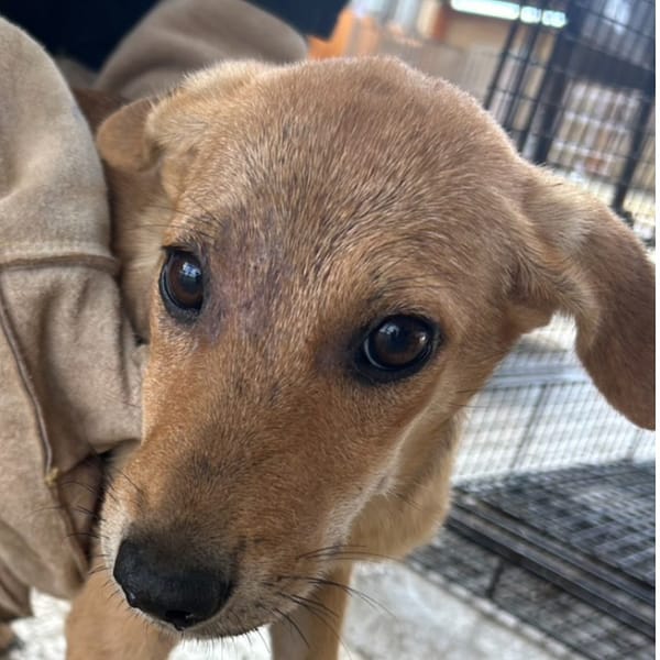 【待認養】混種犬 狗 (女生) - 澎湖縣流浪動物收容中心