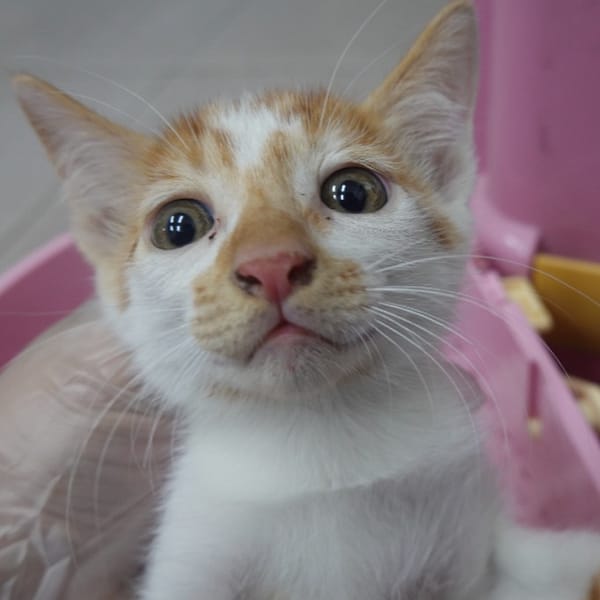 【待認養】混種貓 貓 (男生) - 臺南市動物之家灣裡站