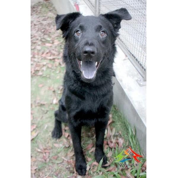 【待認養】混種犬 狗 (男生) - 臺中市動物之家后里園區