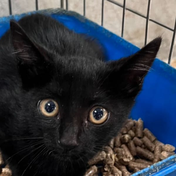 【待認養】混種貓 貓 (女生) - 澎湖縣流浪動物收容中心