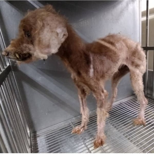 【待認養】貴賓犬 狗 (女生) - 桃園市動物保護教育園區