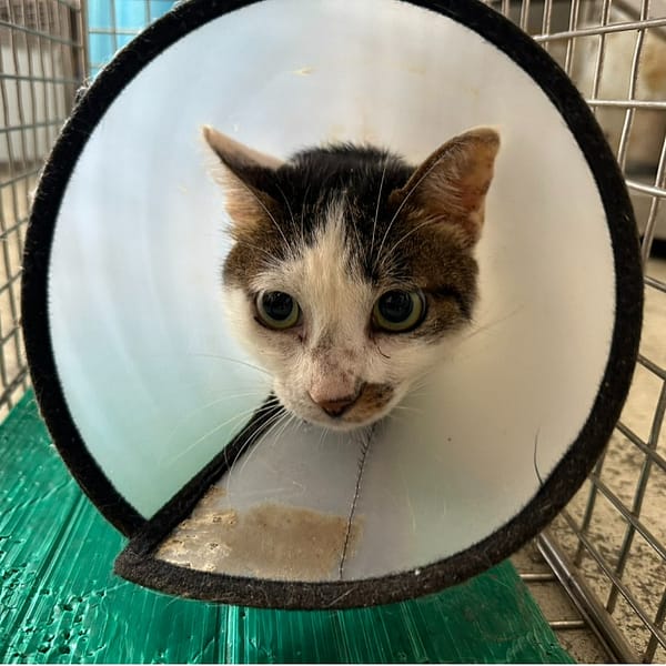 【待認養】混種貓 貓 (女生) - 臺北市動物之家