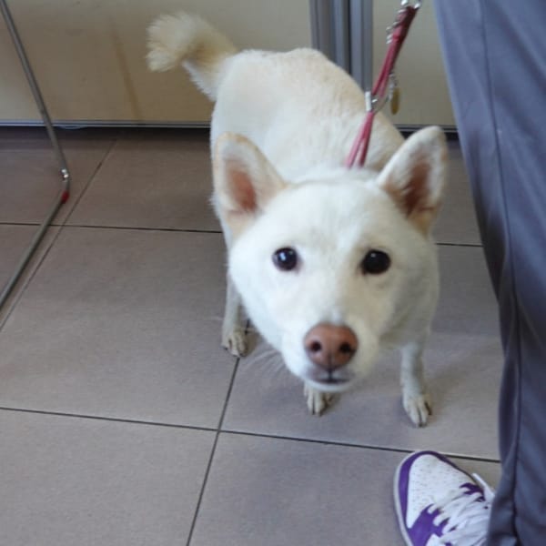 【待認養】柴犬 狗 (女生) - 臺南市動物之家灣裡站