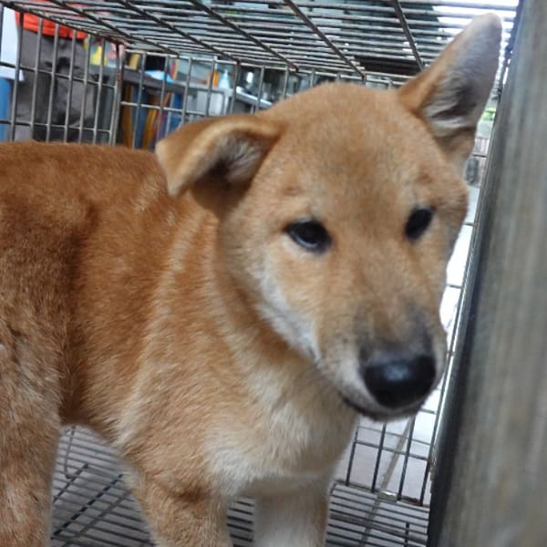 【待認養】柴犬 狗 (女生) - 臺南市動物之家灣裡站
