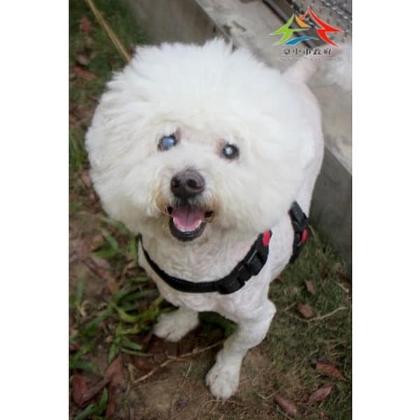 【待認養】比熊犬 狗 (男生) - 臺中市動物之家后里園區