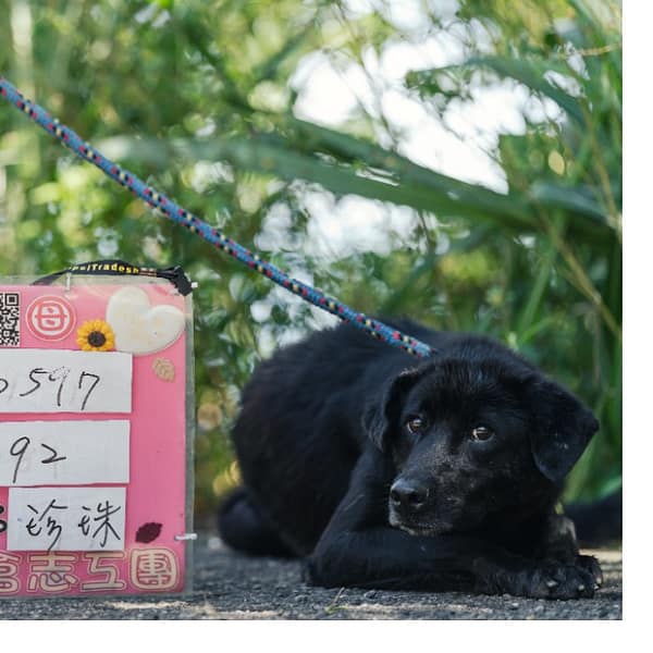 【待認養】混種犬 狗 (女生) - 新北市新店區公立動物之家