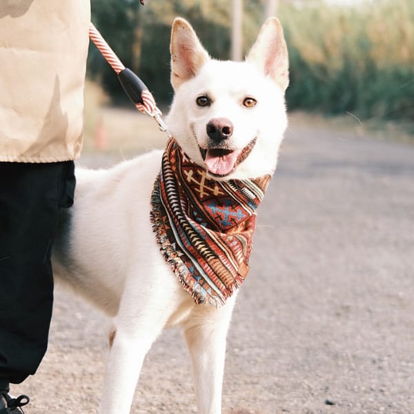 【待認養】混種犬 狗 (男生) - 彰化縣流浪狗中途之家