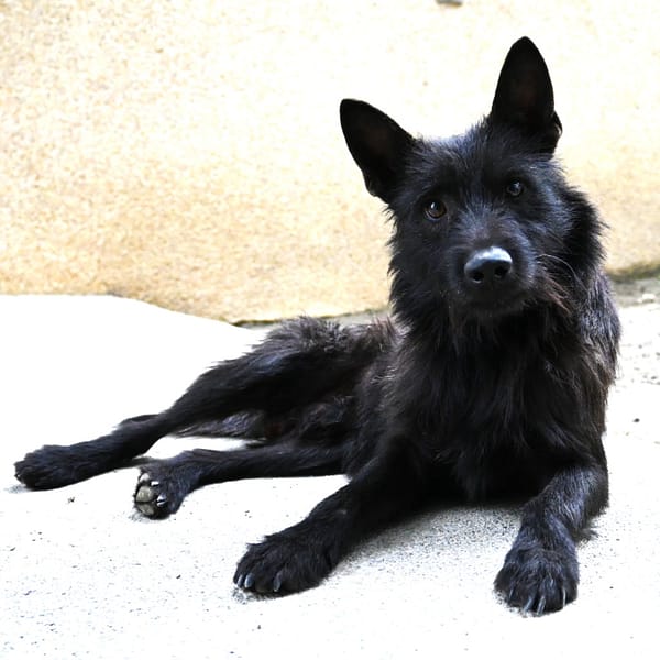 【待認養】混種犬 狗 (男生) - 花蓮縣狗貓躍動園區