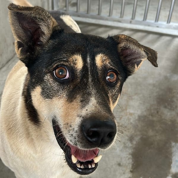 【待認養】混種犬 狗 (男生) - 澎湖縣流浪動物收容中心