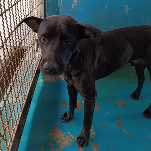 【待認養】混種犬 狗 (男生) - 苗栗縣動物保護教育園區