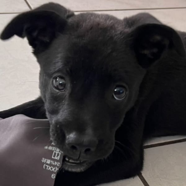 【待認養】混種犬 狗 (女生) - 澎湖縣流浪動物收容中心