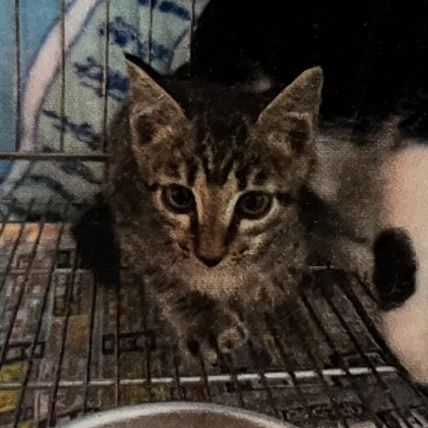 【待認養】混種貓 貓 (女生) - 新北市新店區公立動物之家