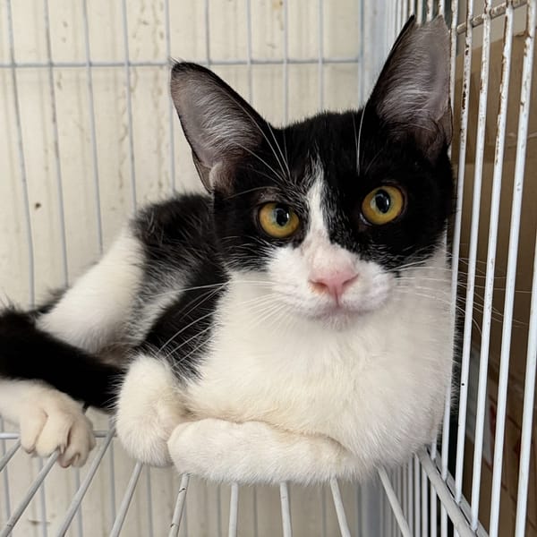 【待認養】混種貓 貓 (男生) - 苗栗縣動物保護教育園區