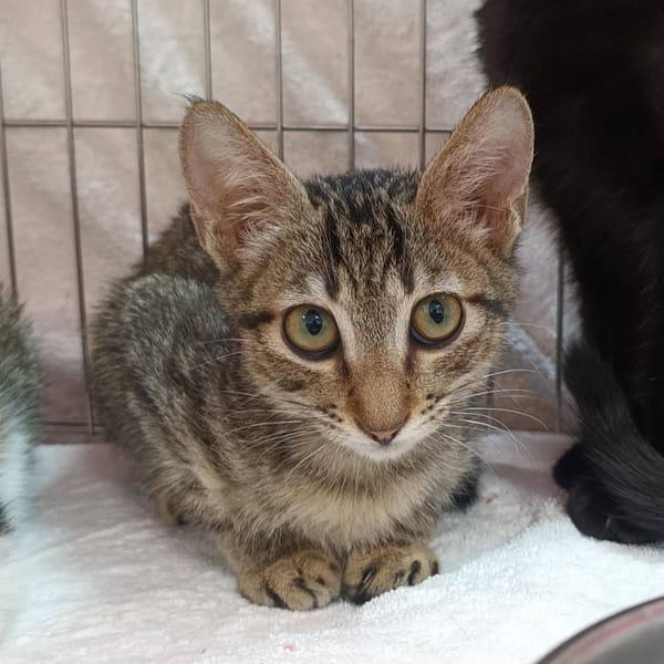 【待認養】混種貓 貓 (男生) - 新北市板橋區公立動物之家