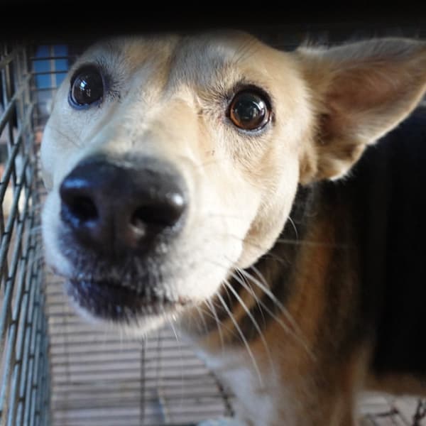 【待認養】混種犬 狗 (男生) - 臺南市動物之家灣裡站