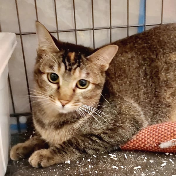 【待認養】混種貓 貓 (女生) - 新北市新店區公立動物之家