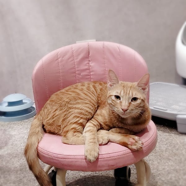 【待認養】混種貓 貓 (女生) - 新北市新店區公立動物之家