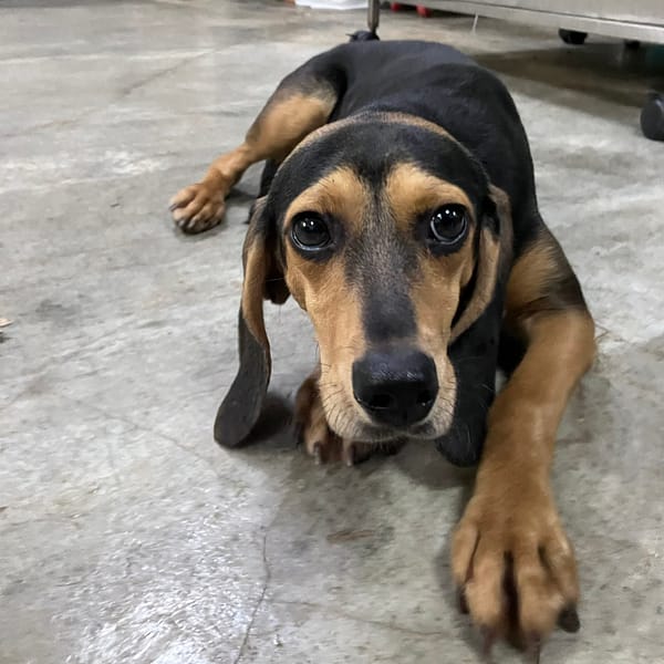 【待認養】混種犬 狗 (女生) - 新北市新店區公立動物之家