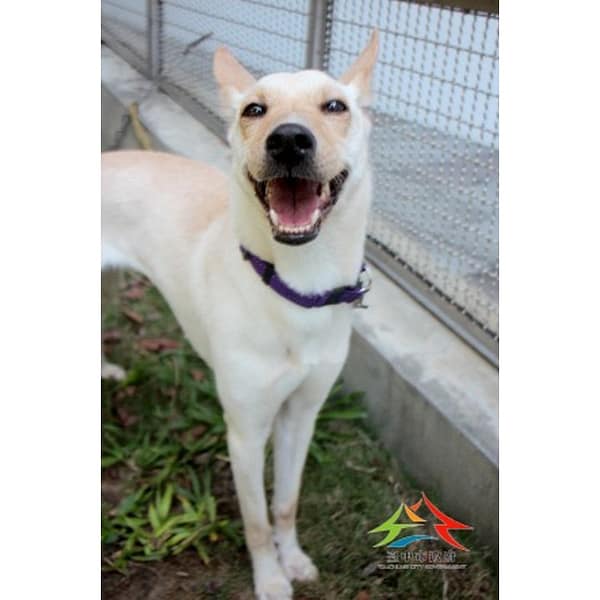 【待認養】混種犬 狗 (女生) - 臺中市動物之家后里園區