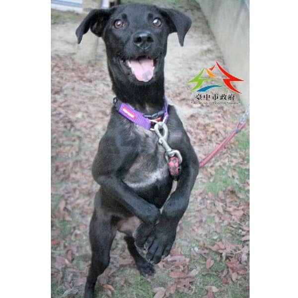 【待認養】混種犬 狗 (女生) - 臺中市動物之家后里園區