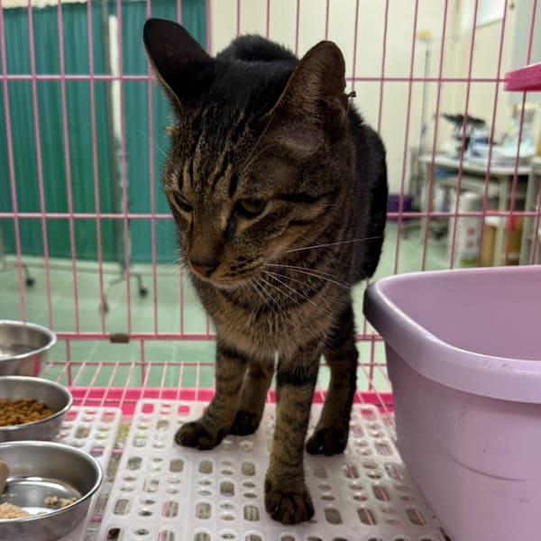 【待認養】混種貓 貓 (男生) - 臺南市動物之家善化站