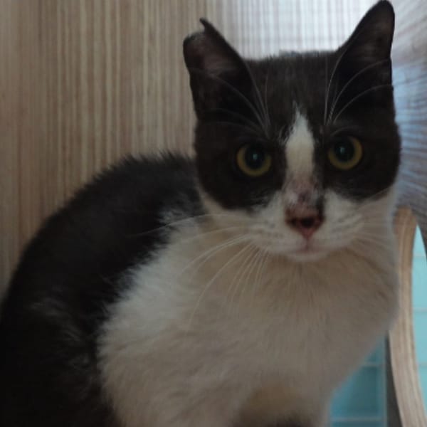 【待認養】混種貓 貓 (女生) - 臺南市動物之家灣裡站