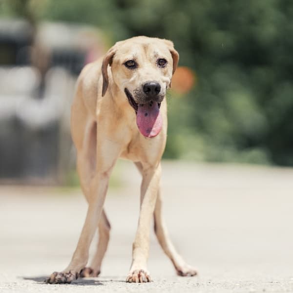 【待認養】混種犬 狗 (男生) - 新北市中和區公立動物之家