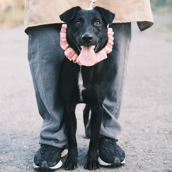 【待認養】混種犬 狗 (女生) - 彰化縣流浪狗中途之家
