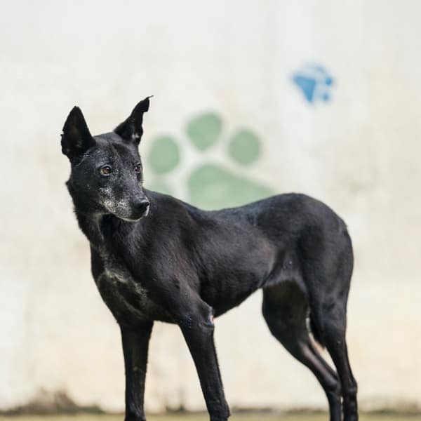 【待認養】混種犬 狗 (女生) - 新北市五股區公立動物之家