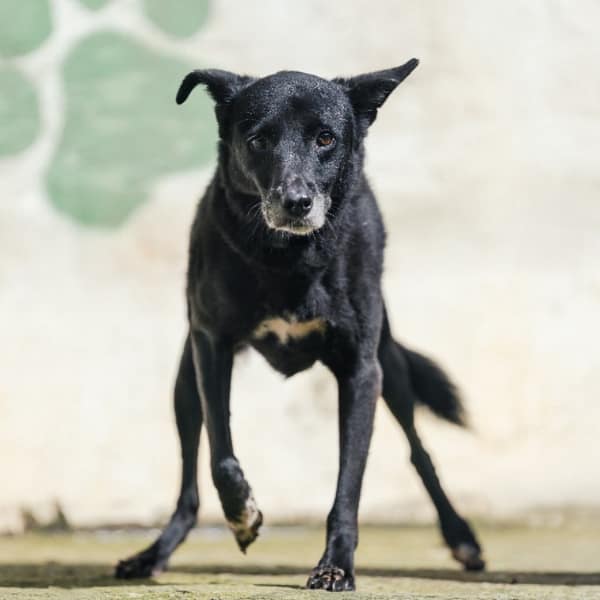 【待認養】混種犬 狗 (女生) - 新北市五股區公立動物之家