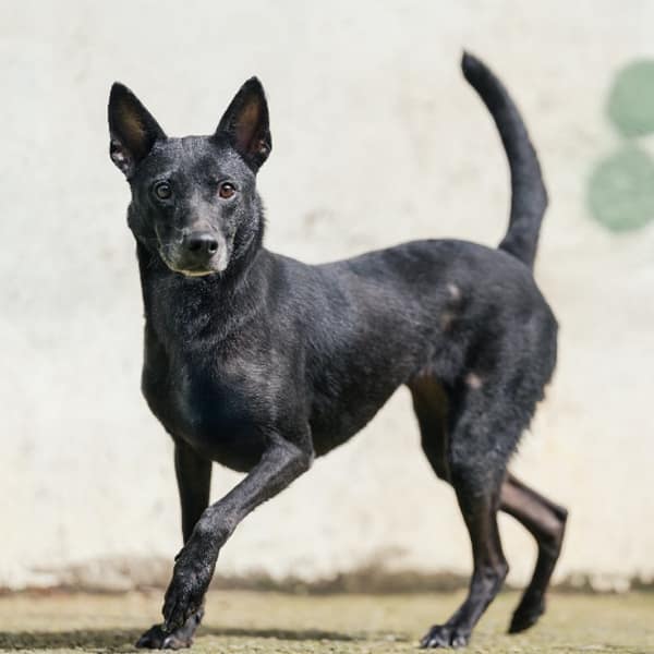 【待認養】混種犬 狗 (女生) - 新北市五股區公立動物之家
