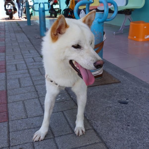 【待認養】柴犬 狗 (男生) - 臺南市動物之家灣裡站