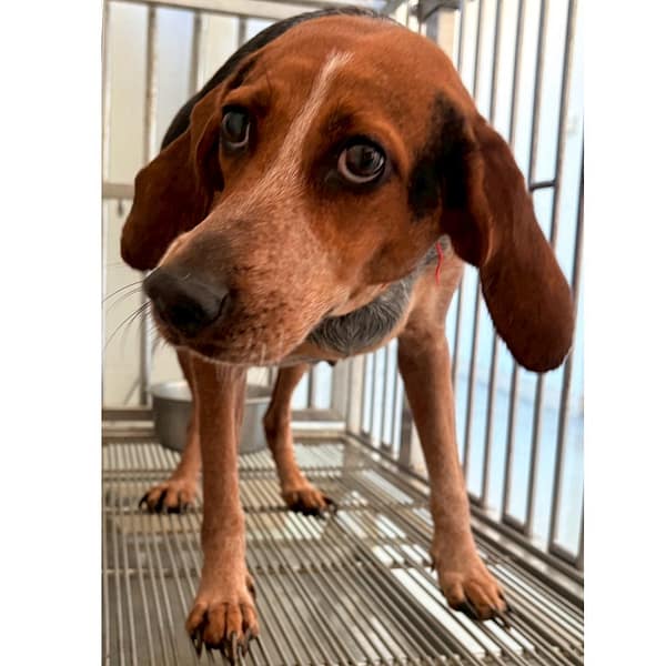 【待認養】混種犬 狗 (女生) - 花蓮縣狗貓躍動園區