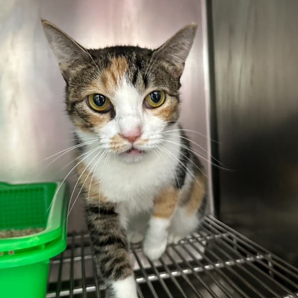 【待認養】混種貓 貓 (女生) - 臺北市動物之家