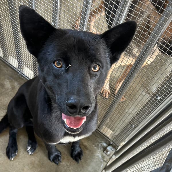 【待認養】混種犬 狗 (男生) - 澎湖縣流浪動物收容中心