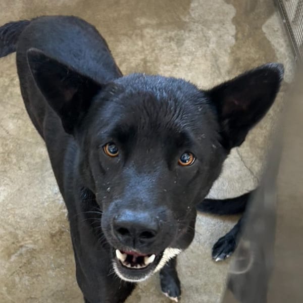 【待認養】混種犬 狗 (男生) - 澎湖縣流浪動物收容中心