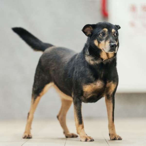 【待認養】混種犬 狗 (男生) - 新北市瑞芳區公立動物之家