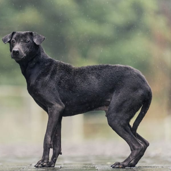 【待認養】混種犬 狗 (男生) - 新北市瑞芳區公立動物之家