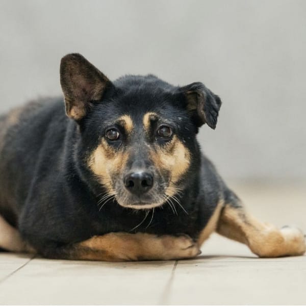 【待認養】混種犬 狗 (女生) - 新北市瑞芳區公立動物之家