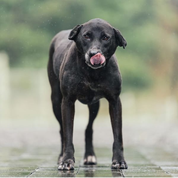 【待認養】混種犬 狗 (女生) - 新北市瑞芳區公立動物之家
