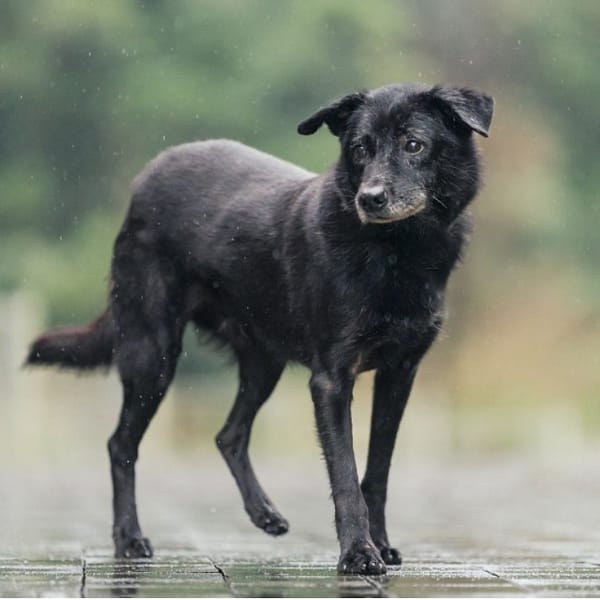 【待認養】混種犬 狗 (男生) - 新北市瑞芳區公立動物之家
