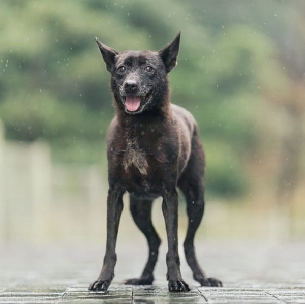 【待認養】混種犬 狗 (女生) - 新北市瑞芳區公立動物之家