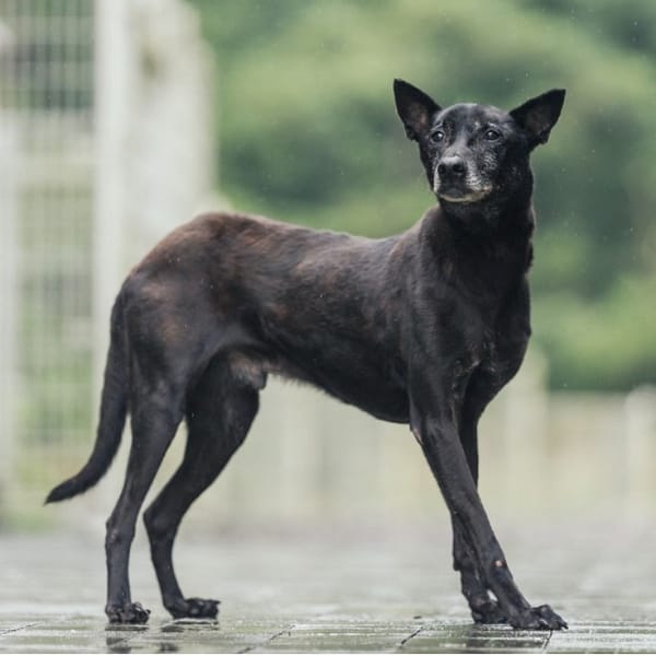 【待認養】混種犬 狗 (男生) - 新北市瑞芳區公立動物之家