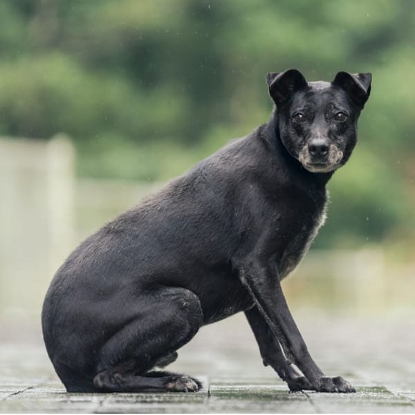 【待認養】混種犬 狗 (男生) - 新北市瑞芳區公立動物之家