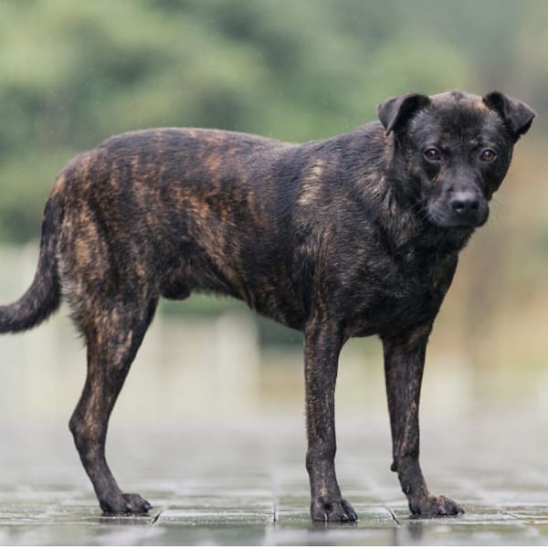【待認養】混種犬 狗 (男生) - 新北市瑞芳區公立動物之家