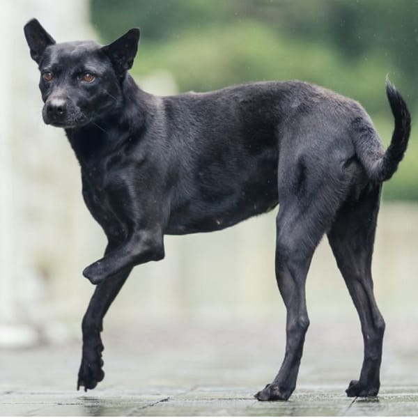 【待認養】混種犬 狗 (女生) - 新北市瑞芳區公立動物之家