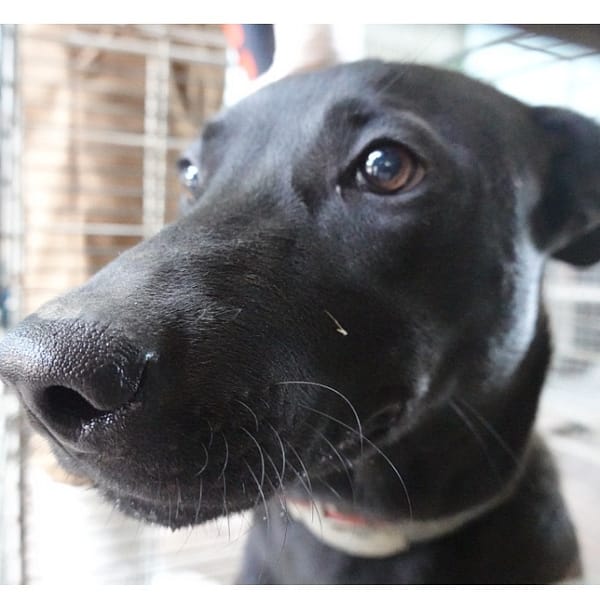 【待認養】混種犬 狗 (男生) - 臺南市動物之家灣裡站
