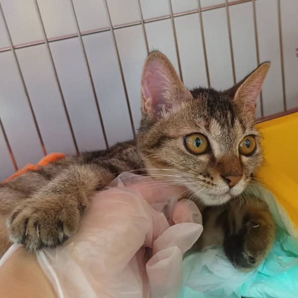 【待認養】混種貓 貓 (女生) - 新北市板橋區公立動物之家