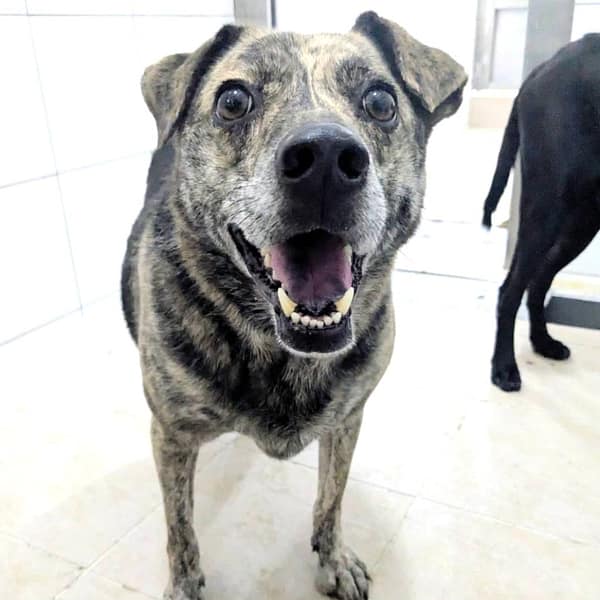 【待認養】混種犬 狗 (男生) - 新竹縣動物保護教育園區